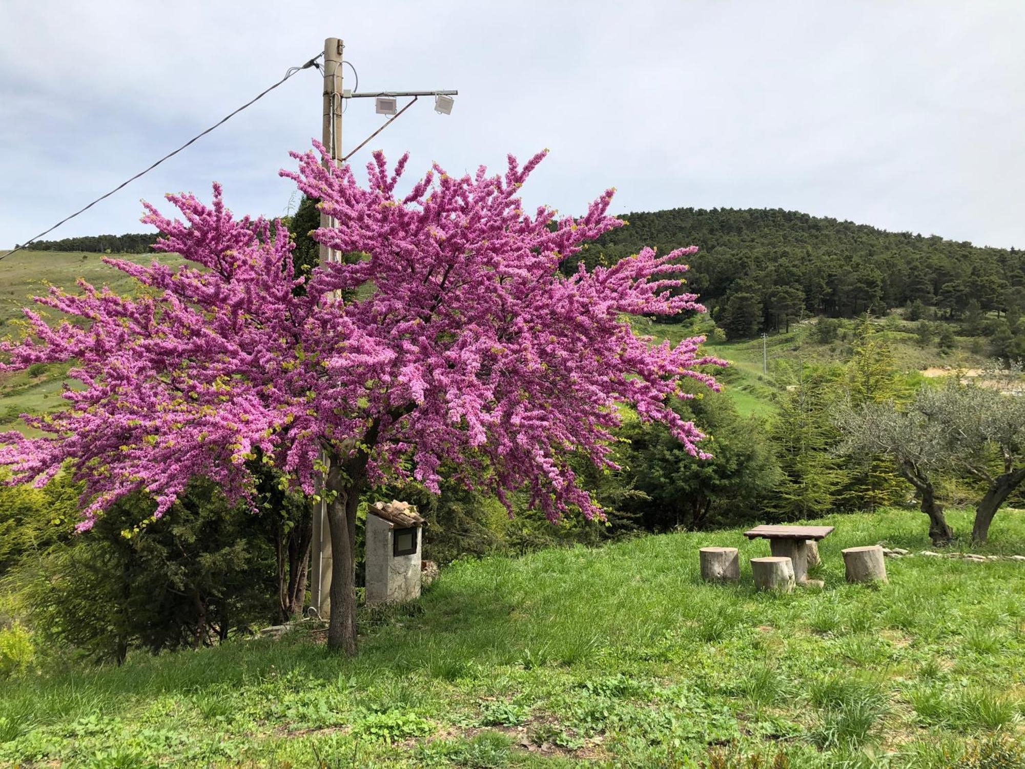 Agriturismo Serra Moneta Santo Stefano Quisquina Esterno foto