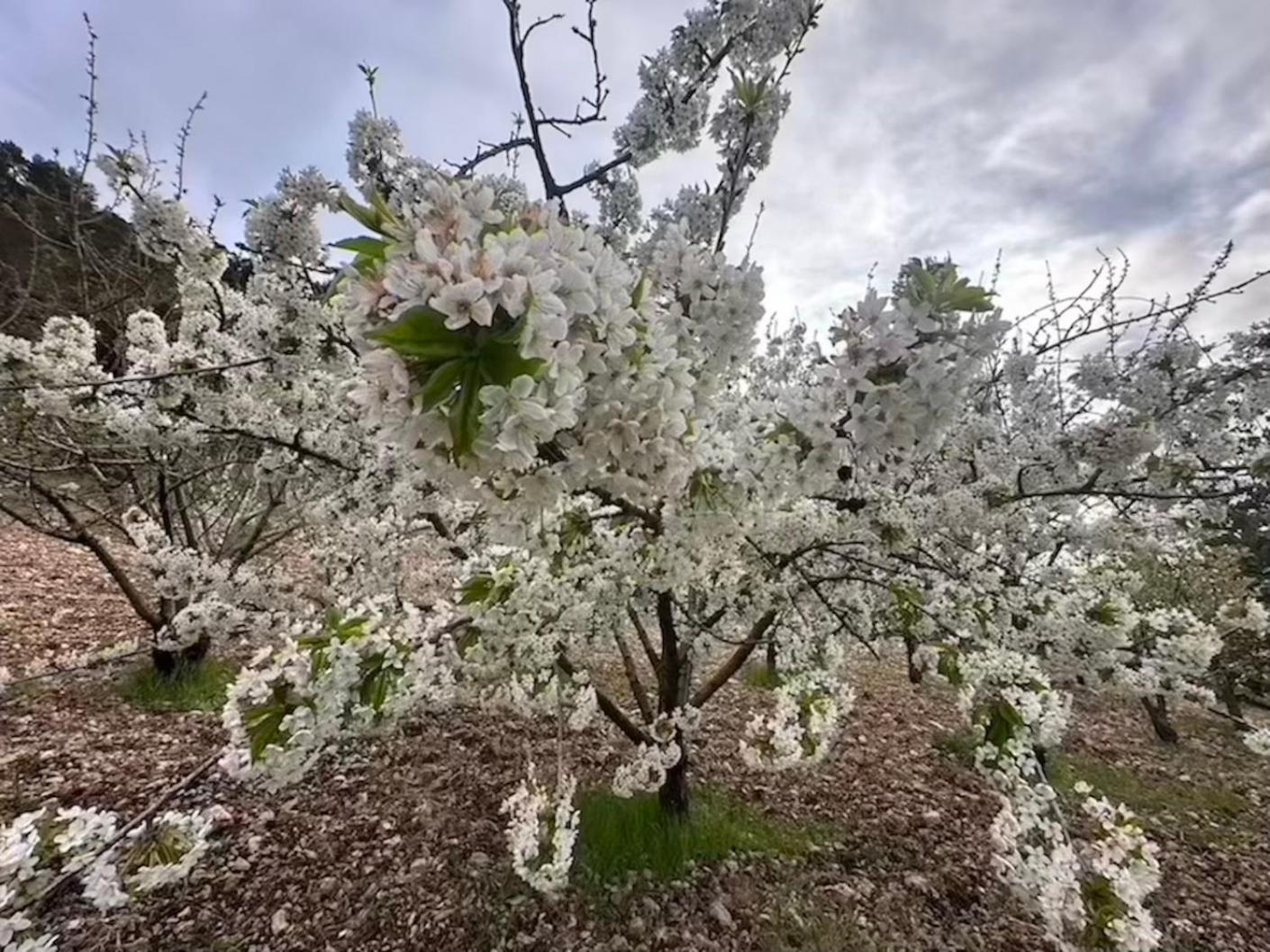 Agriturismo Serra Moneta Santo Stefano Quisquina Esterno foto