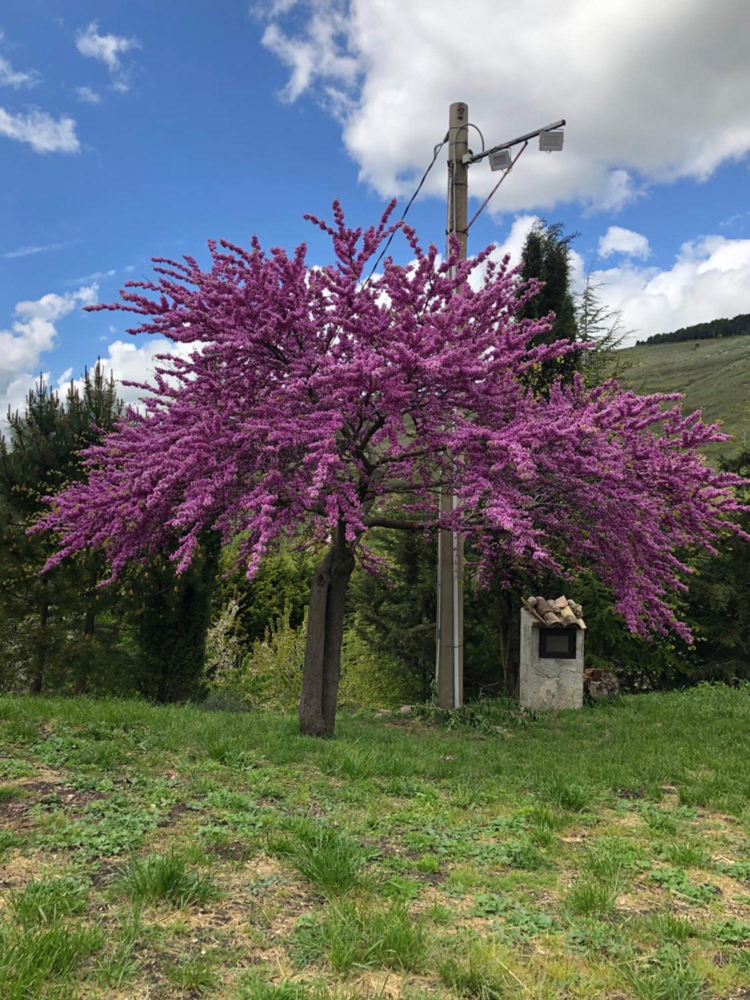 Agriturismo Serra Moneta Santo Stefano Quisquina Esterno foto