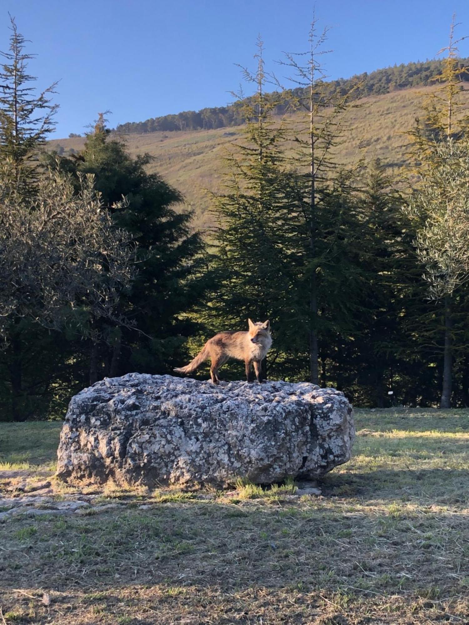 Agriturismo Serra Moneta Santo Stefano Quisquina Esterno foto